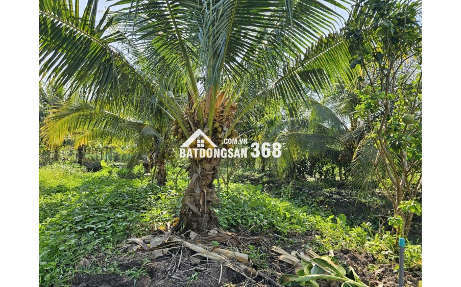BÁN ĐẤT VƯỜN